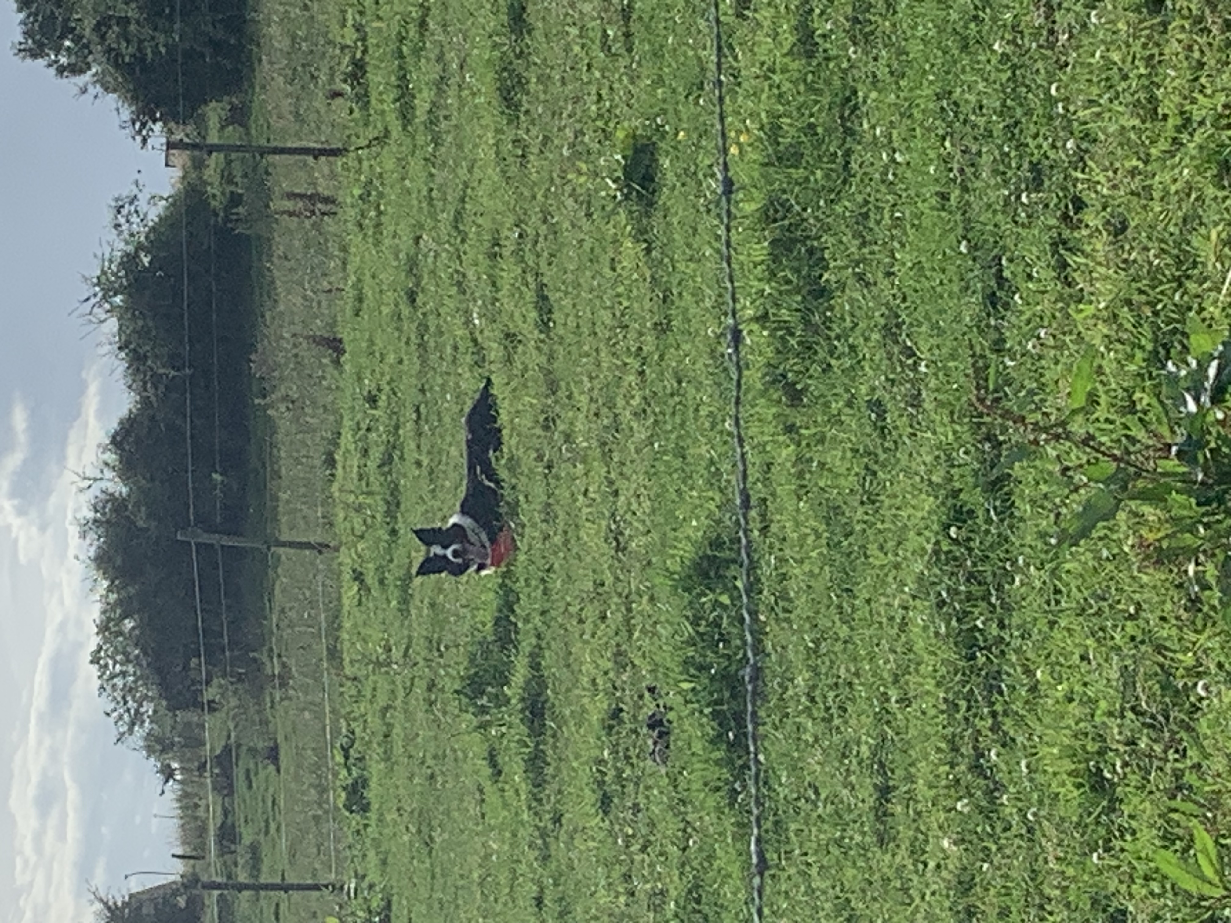 image-6