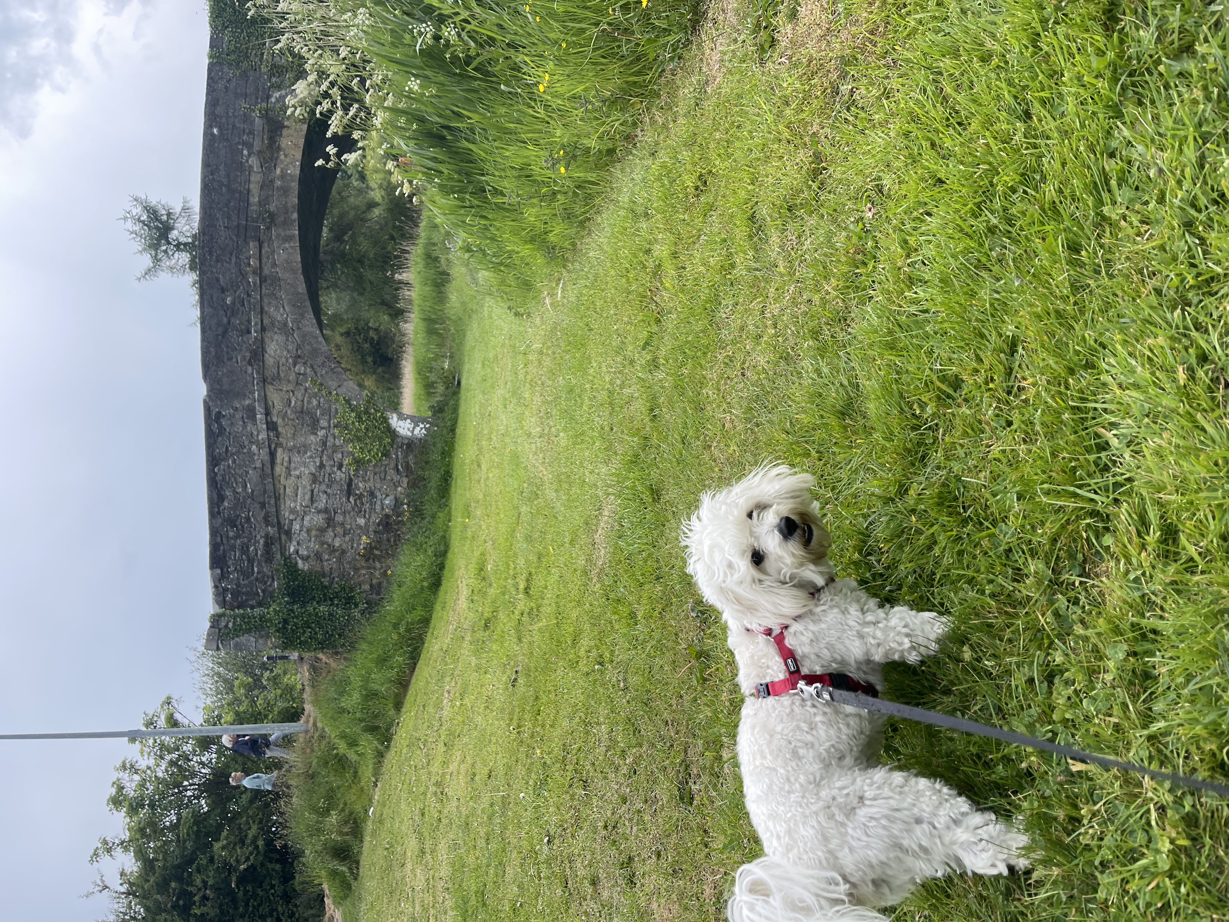 image-8