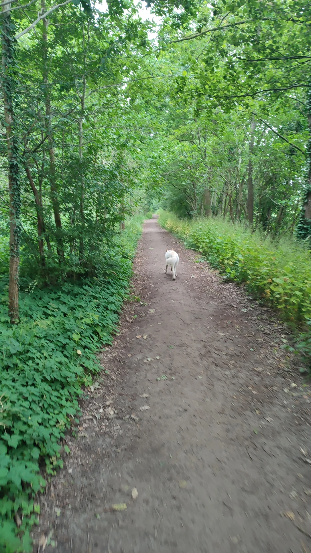 image-11