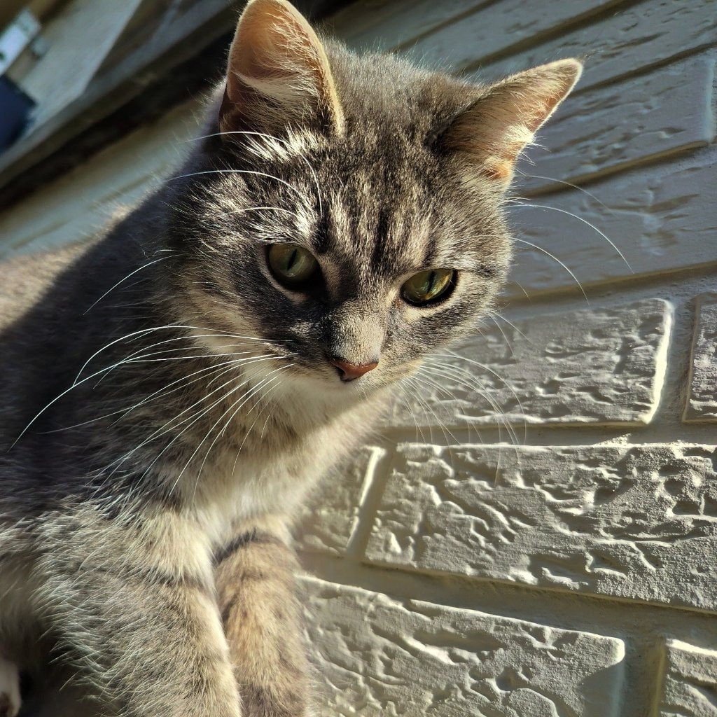 Freddie