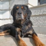 Bruno