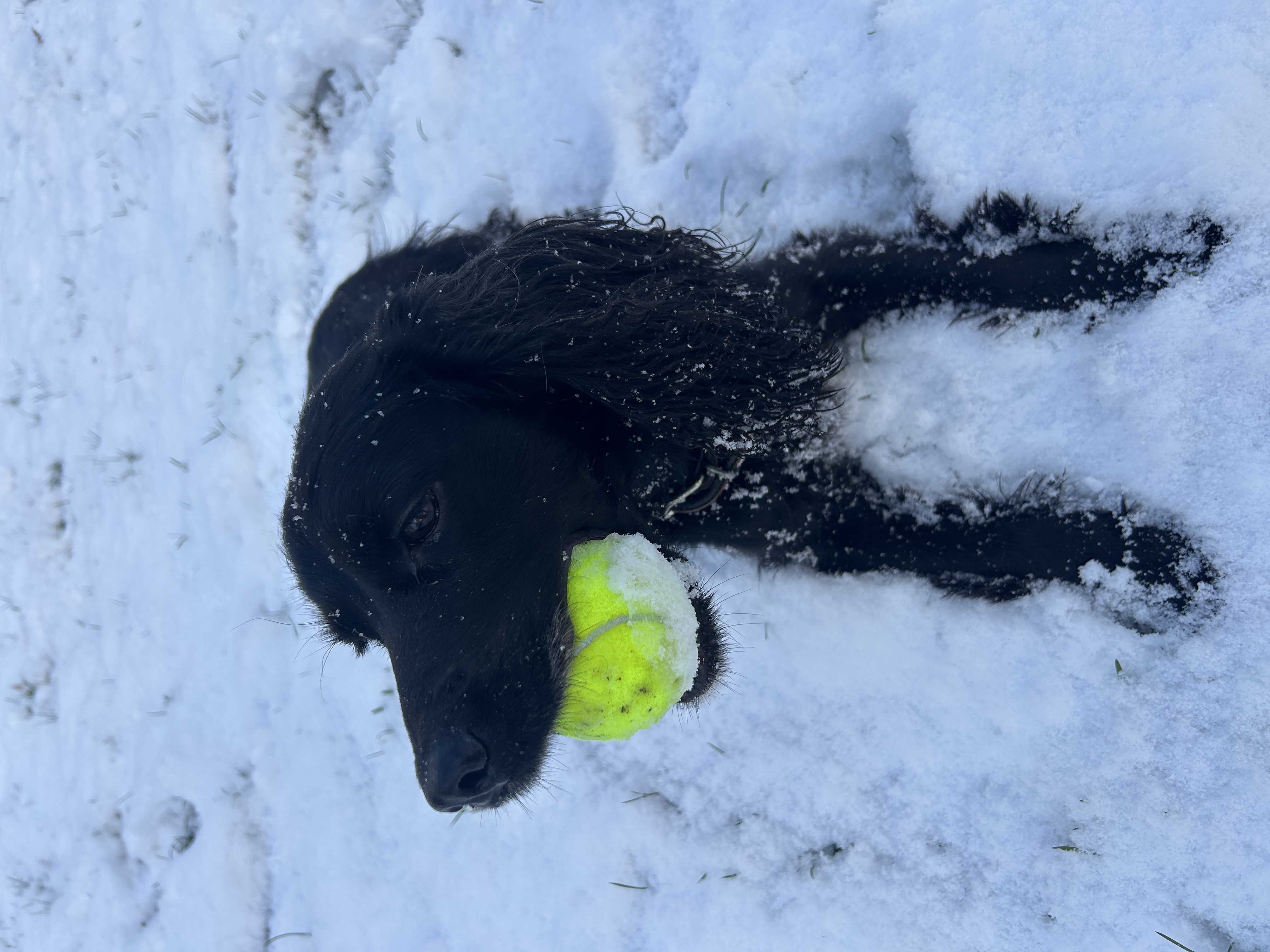 image-4