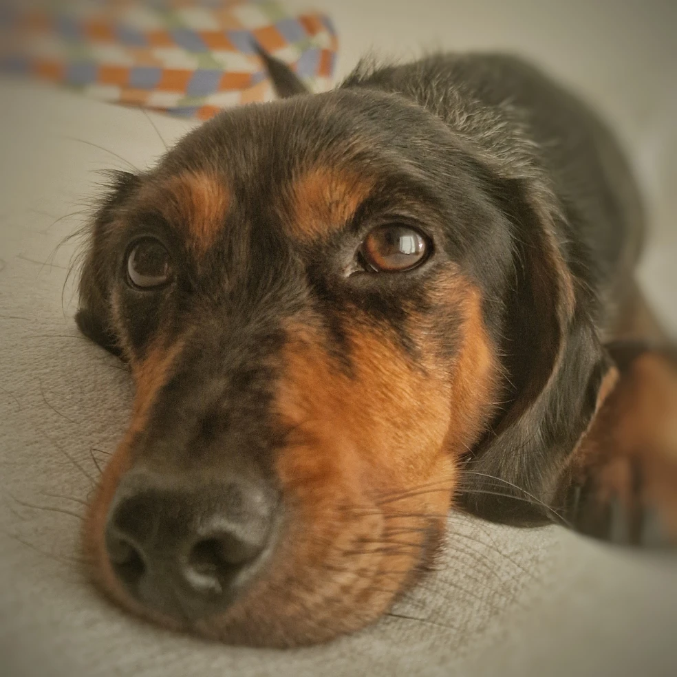 Dribbel