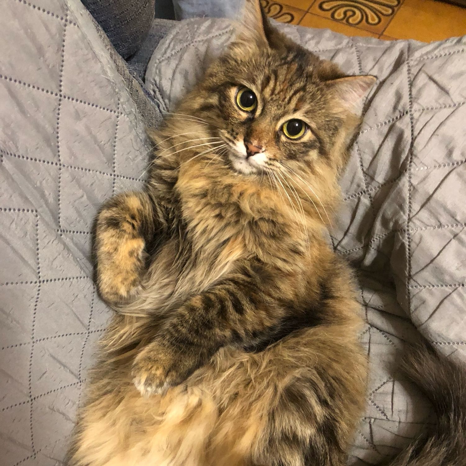Micia