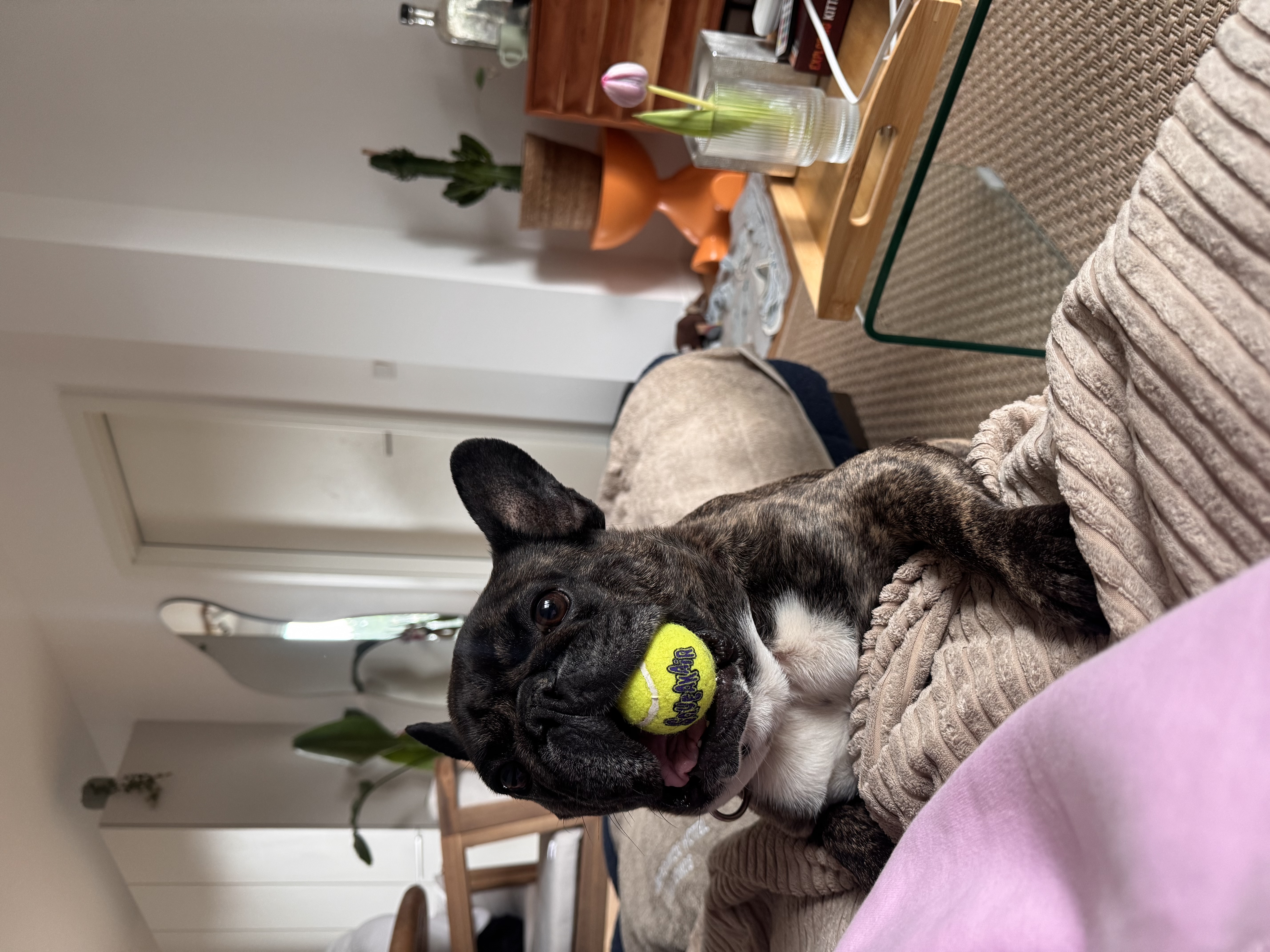 image-12