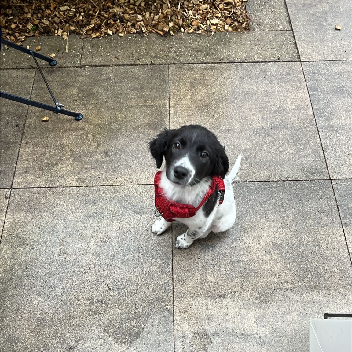 Zuko