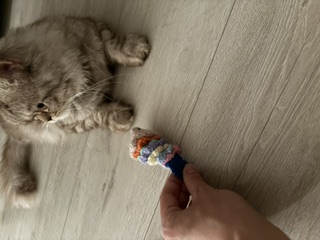 image-7