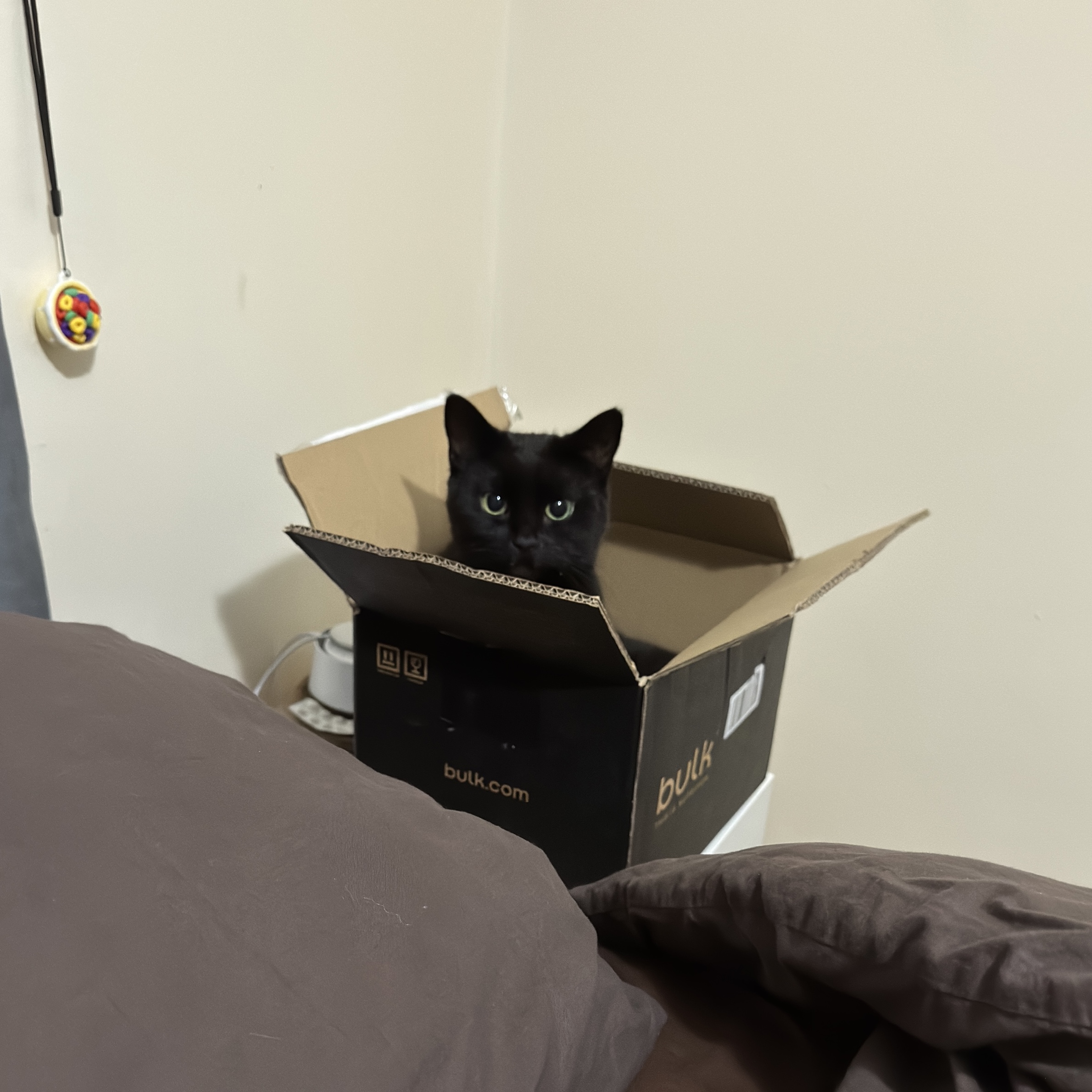 Hazel
