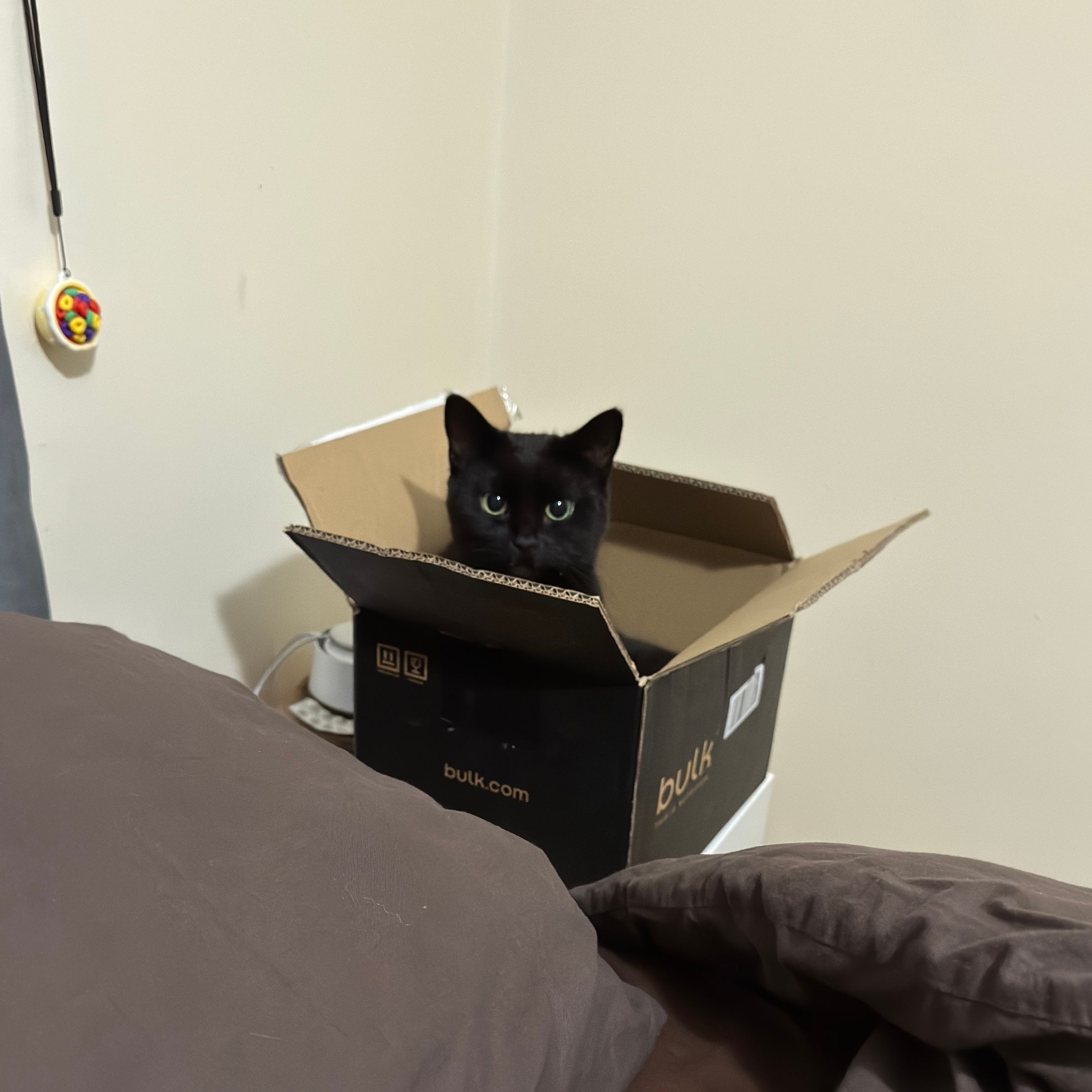 Hazel
