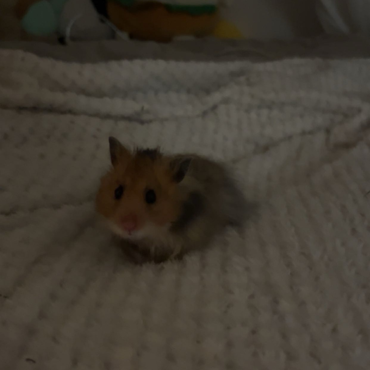 Nutjut
