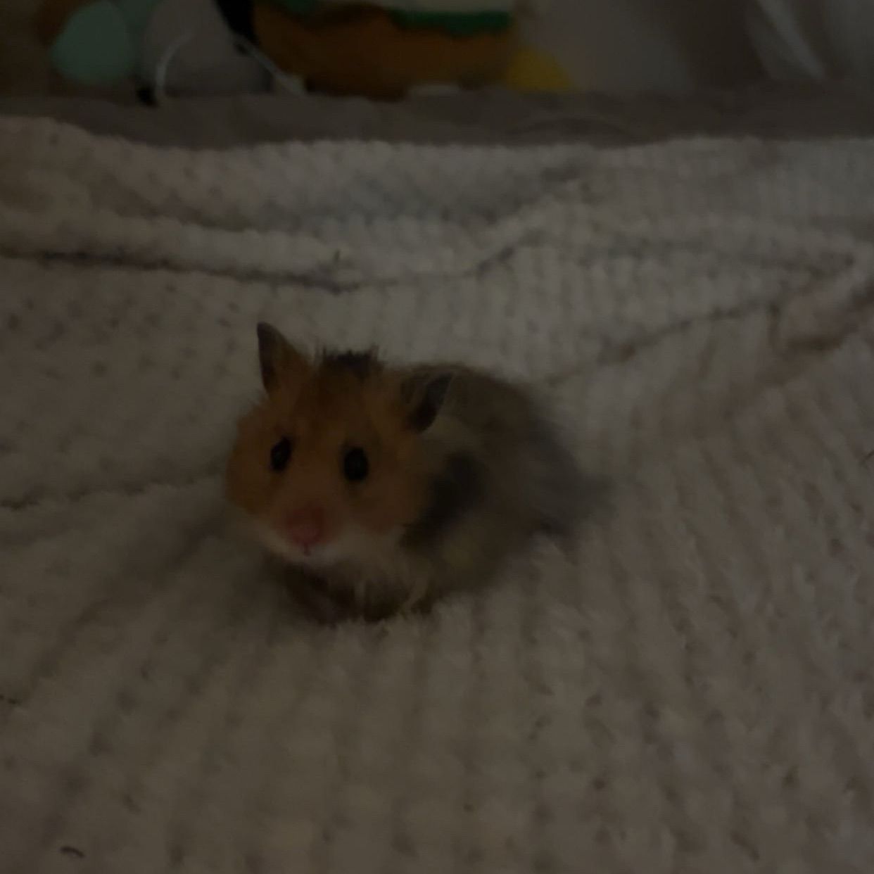 Nutjut