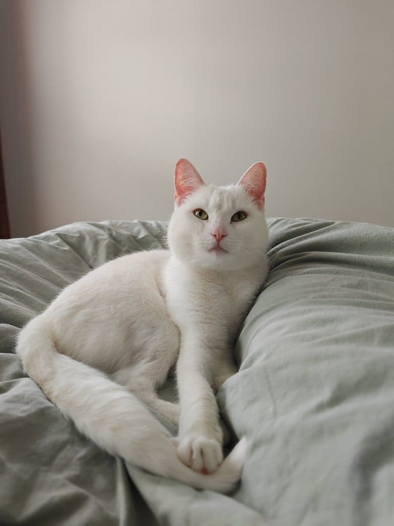 Coco