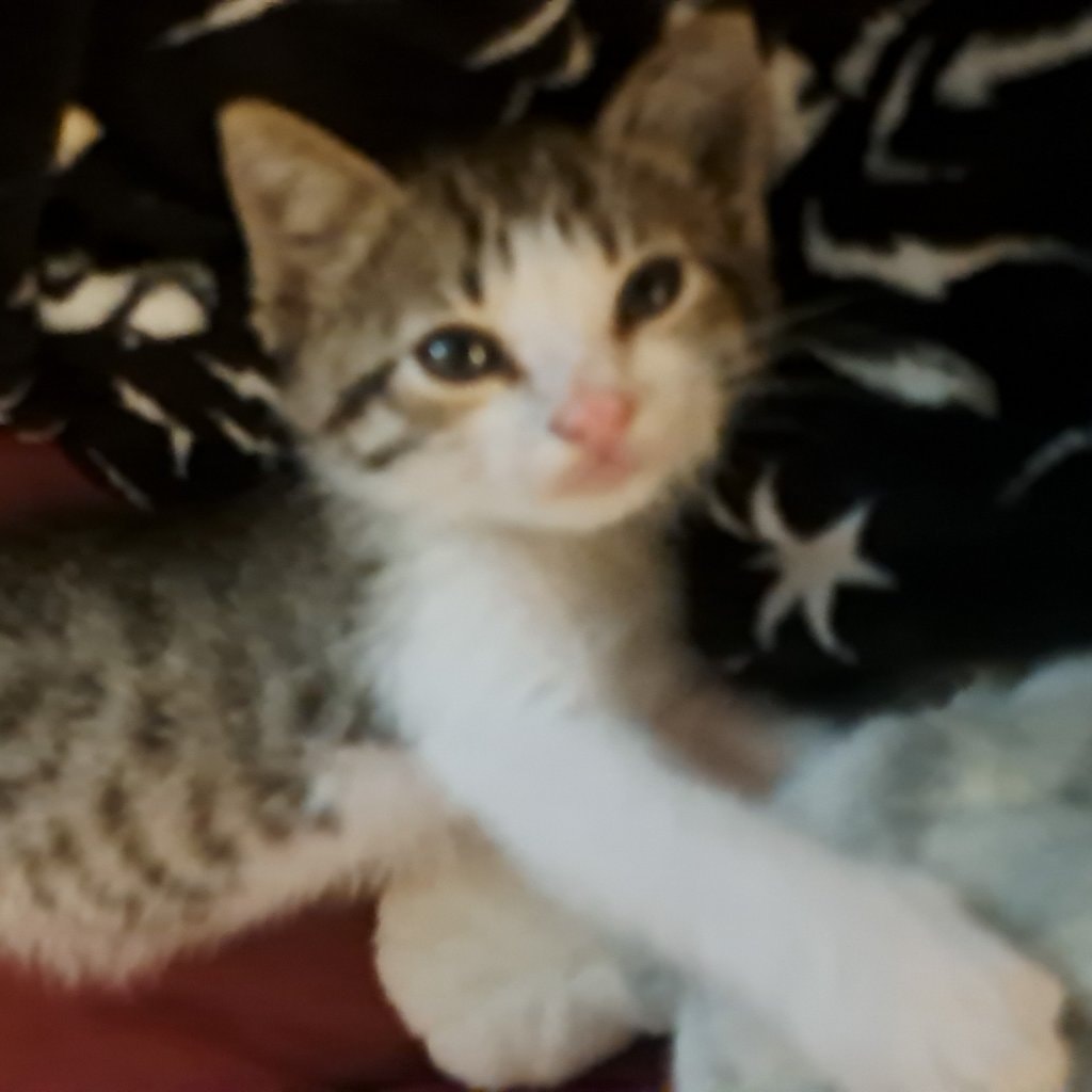 Oreste