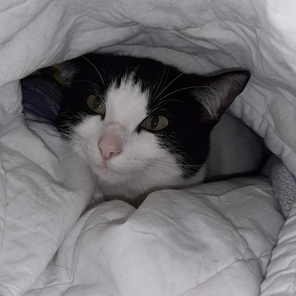 Puss puss