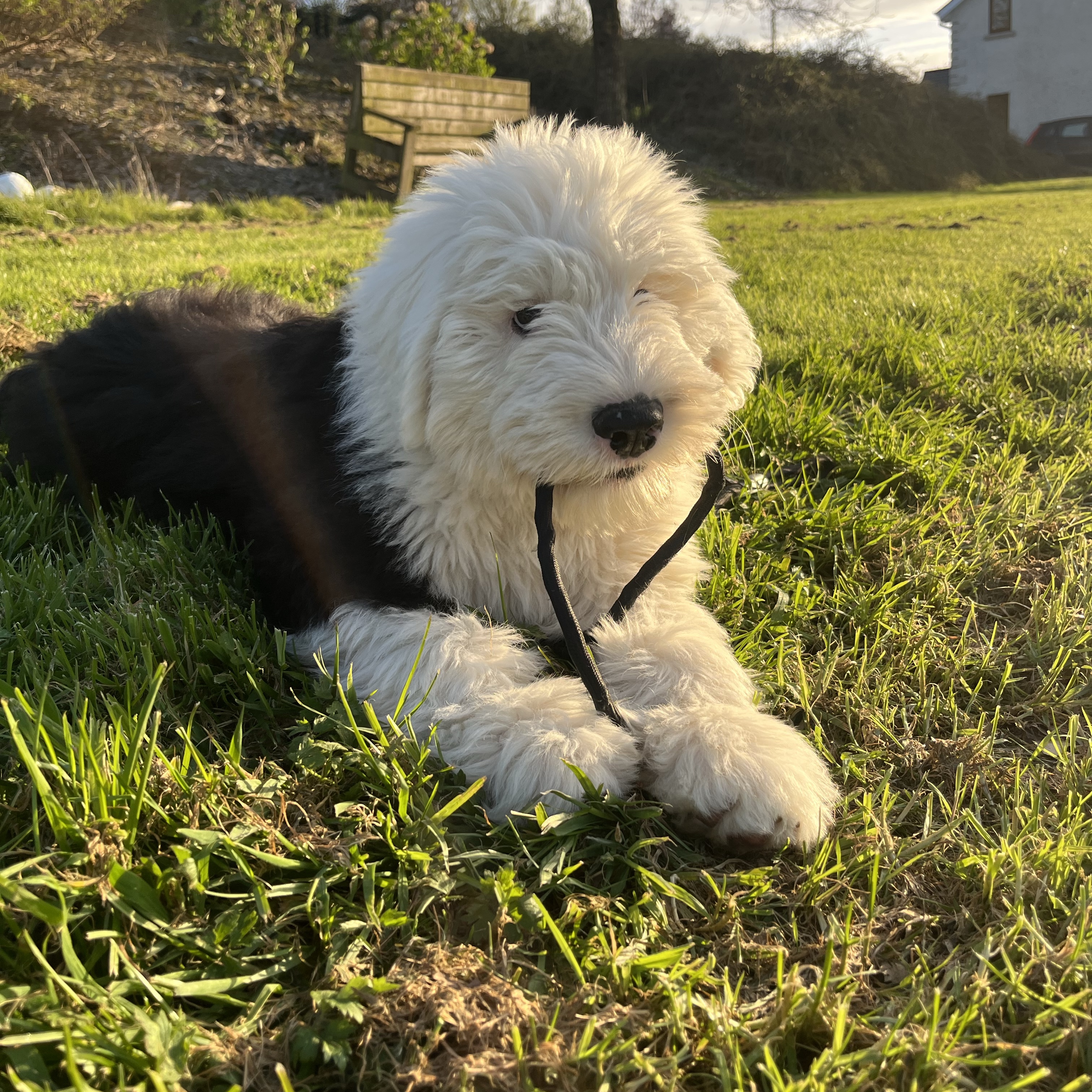 aslan 