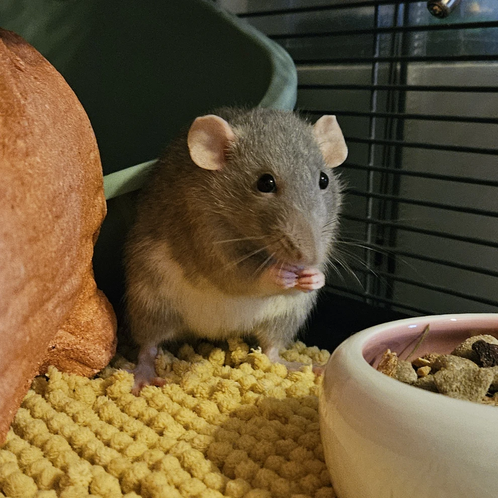 Lavender (rat)