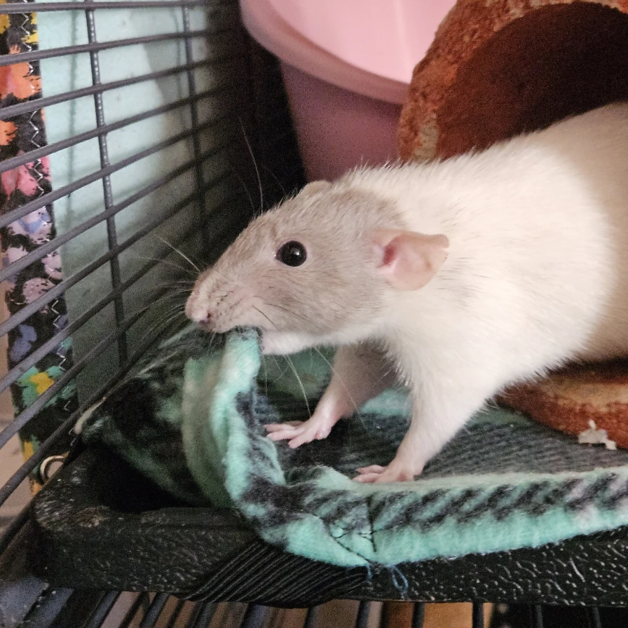 Cricket (rat)