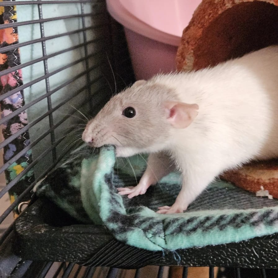 Cricket (rat)