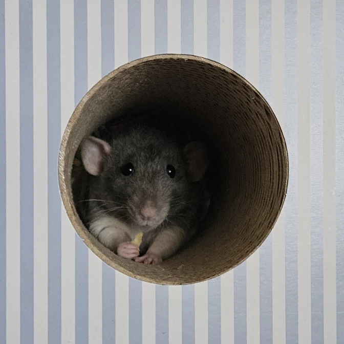Roach (rat)