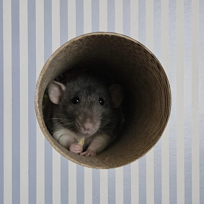 Roach (rat)