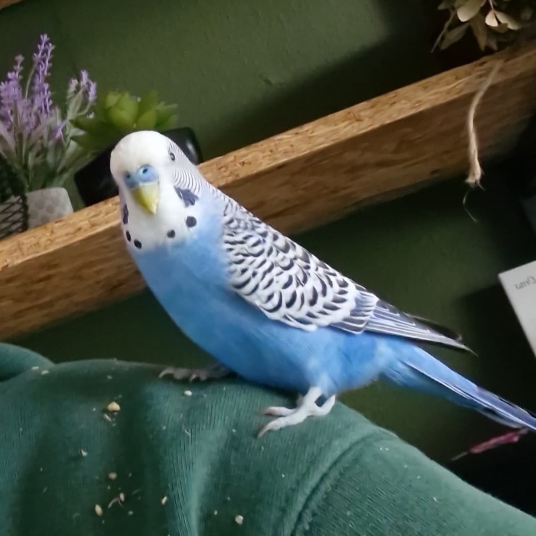 Rico