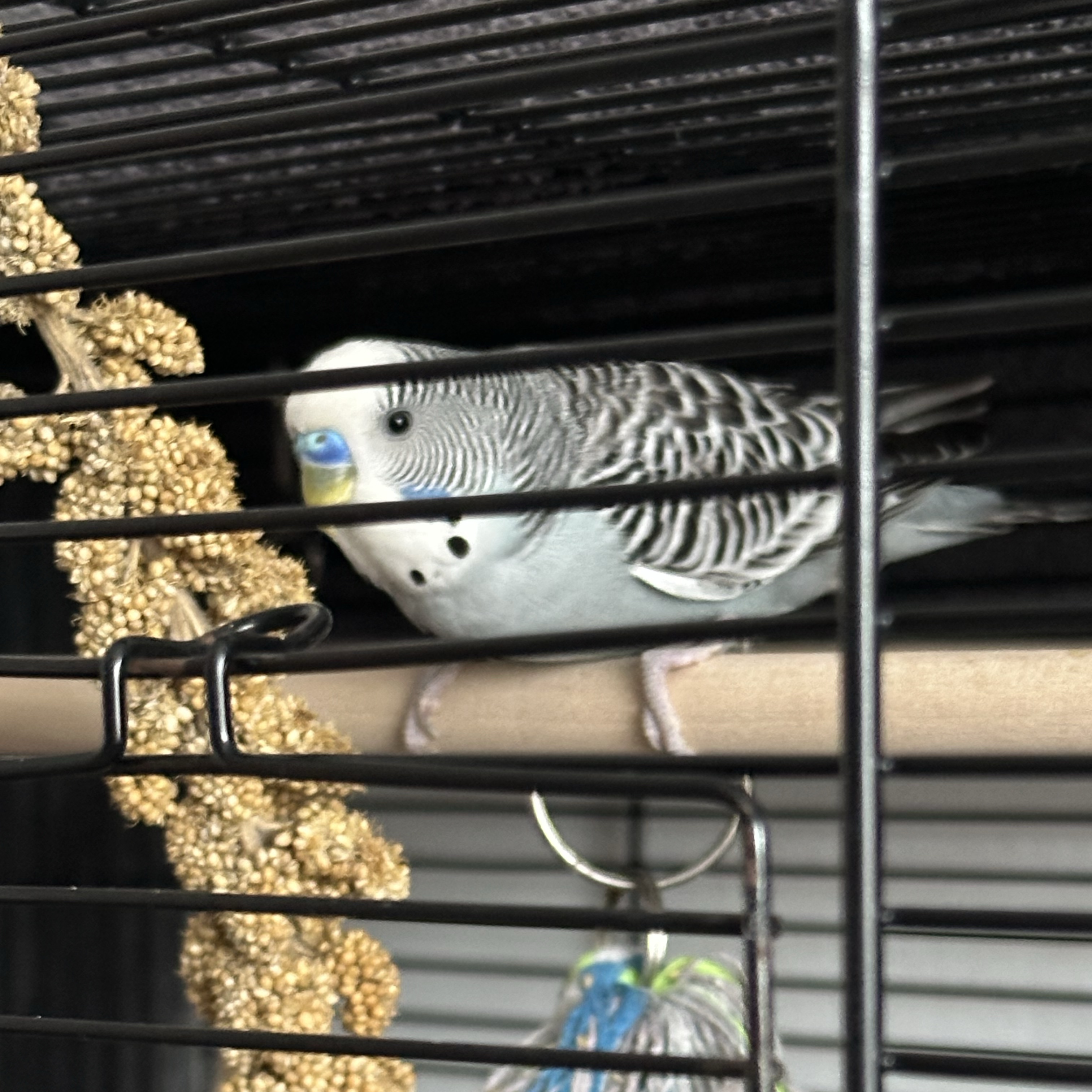 Paco
