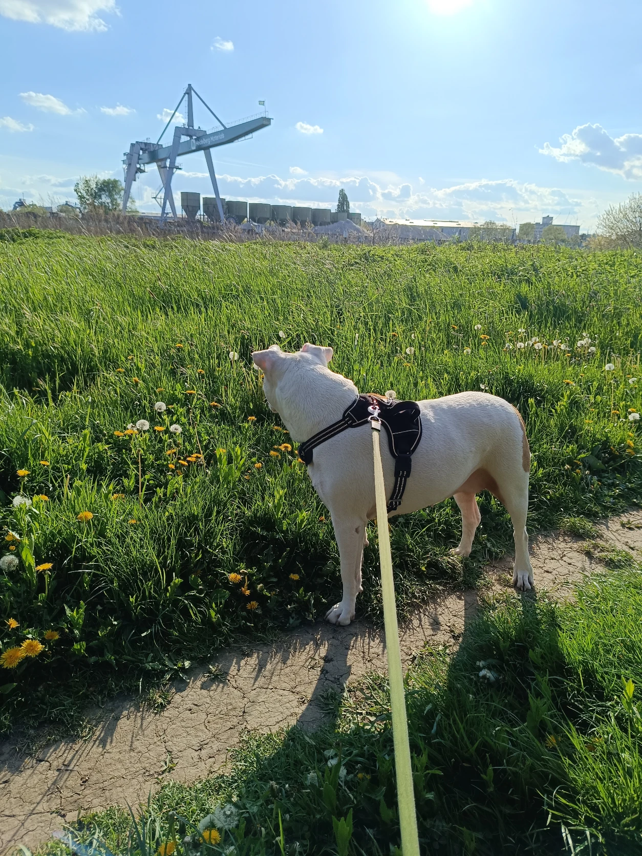 image-18