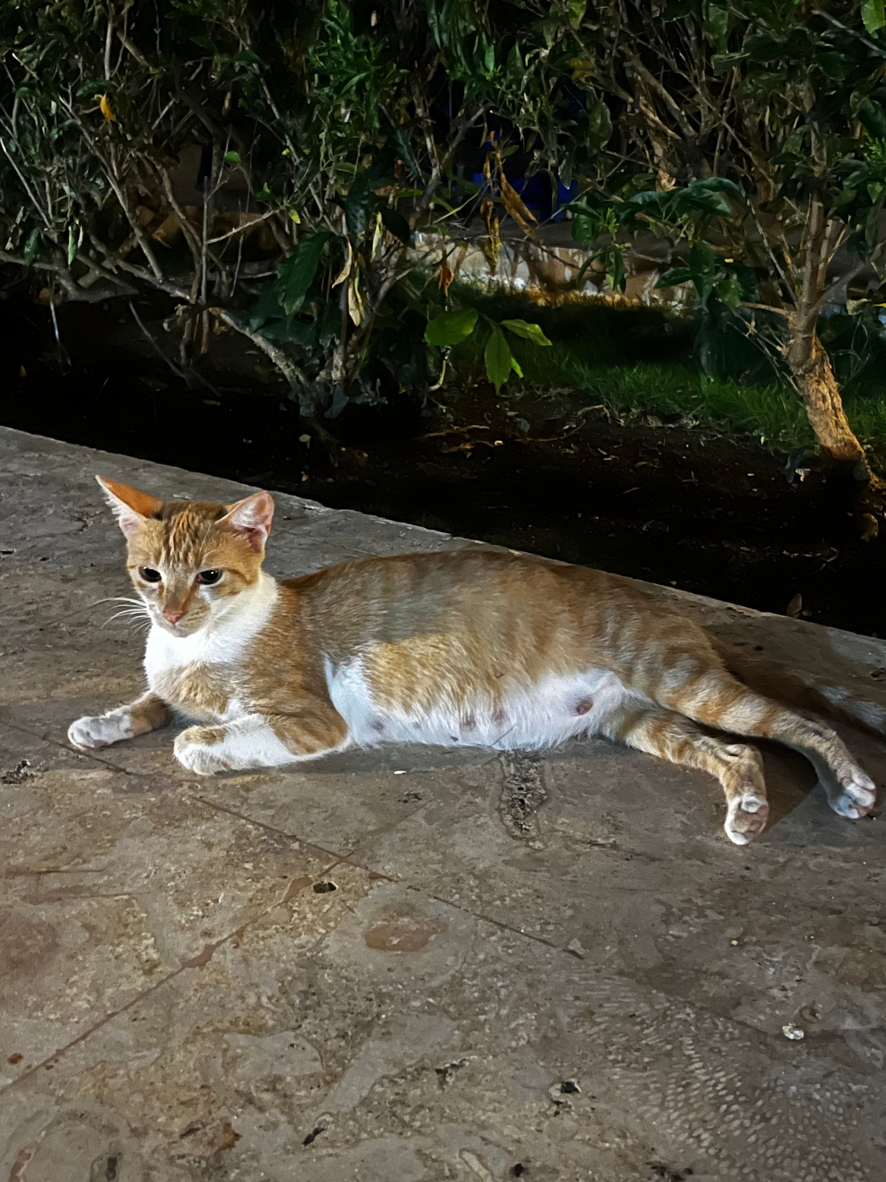 image-8