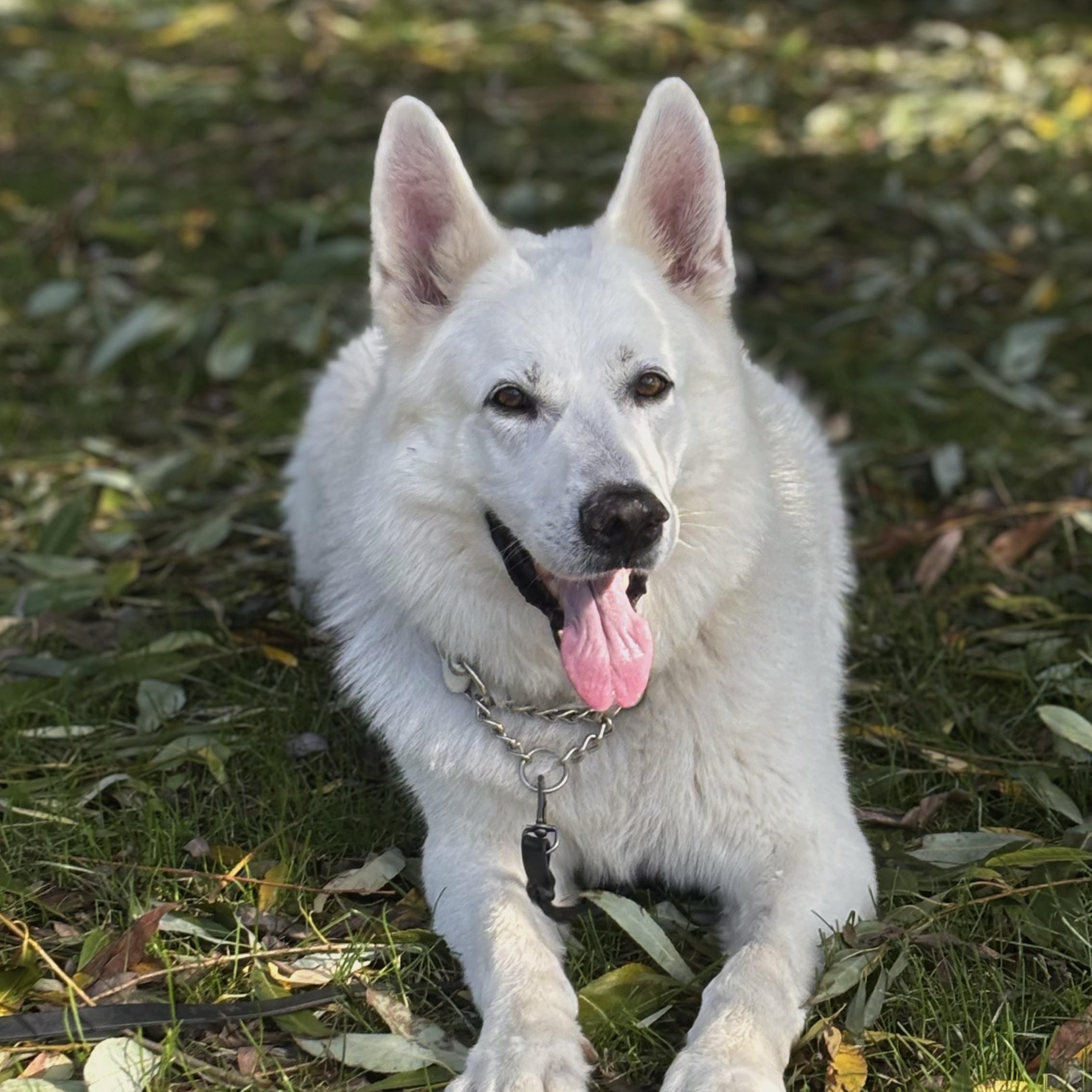 Koda