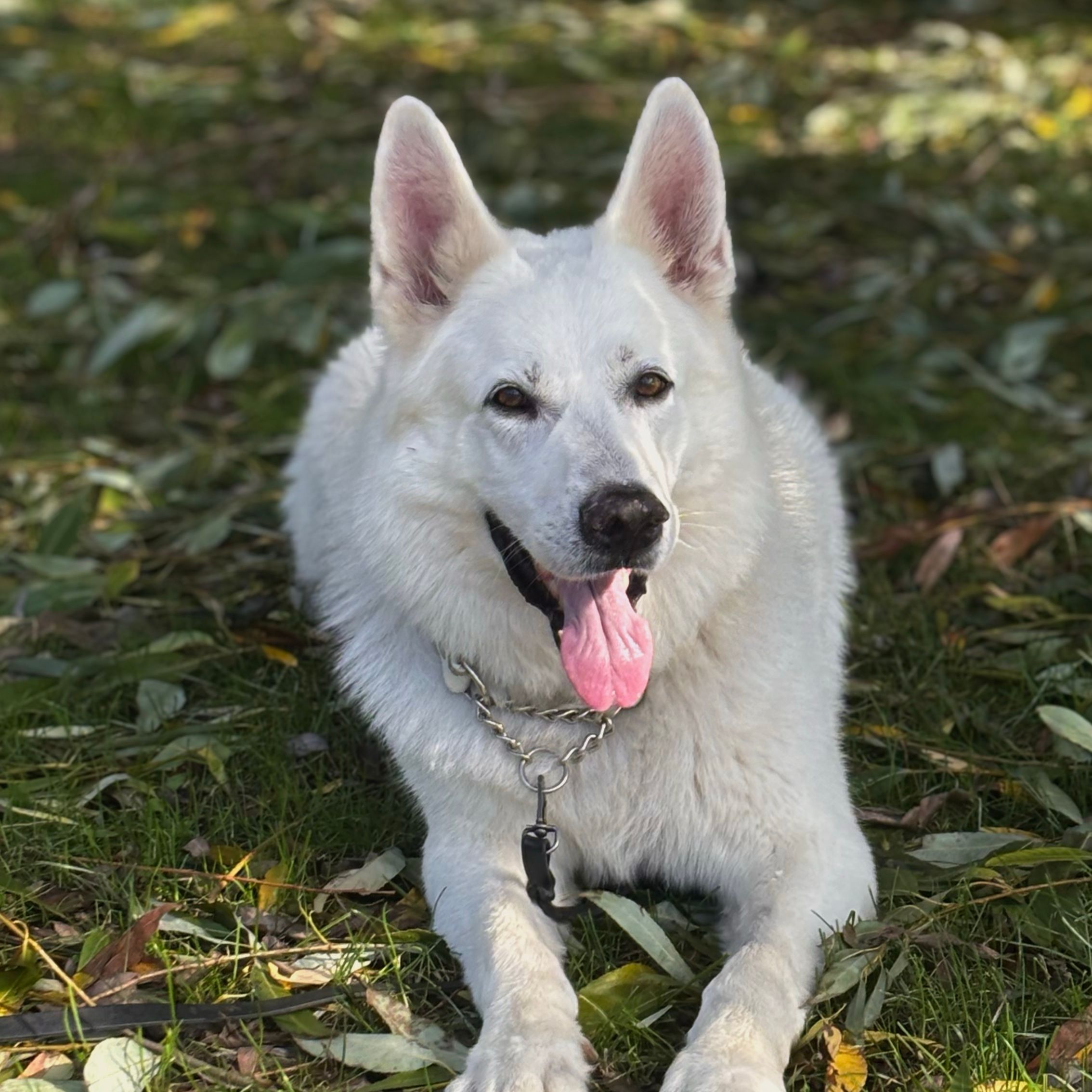 Koda