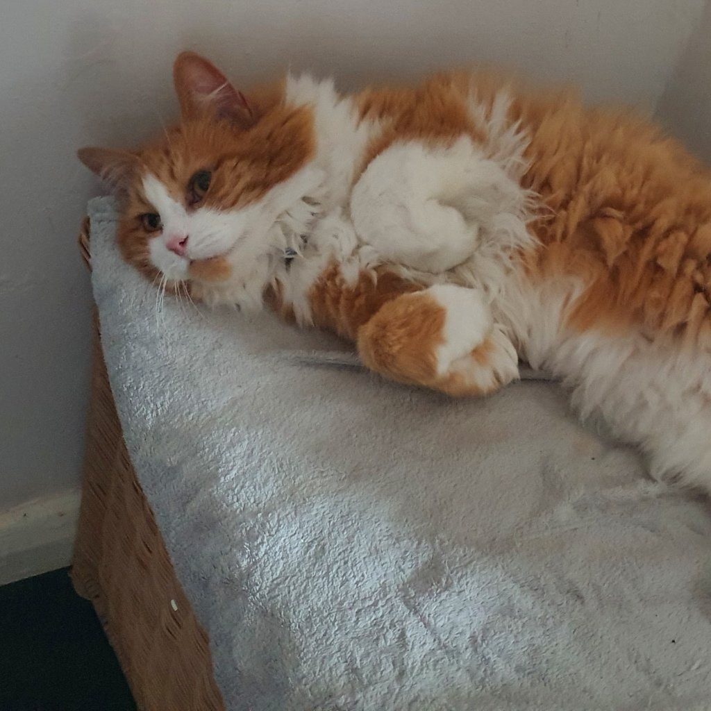 Ginger