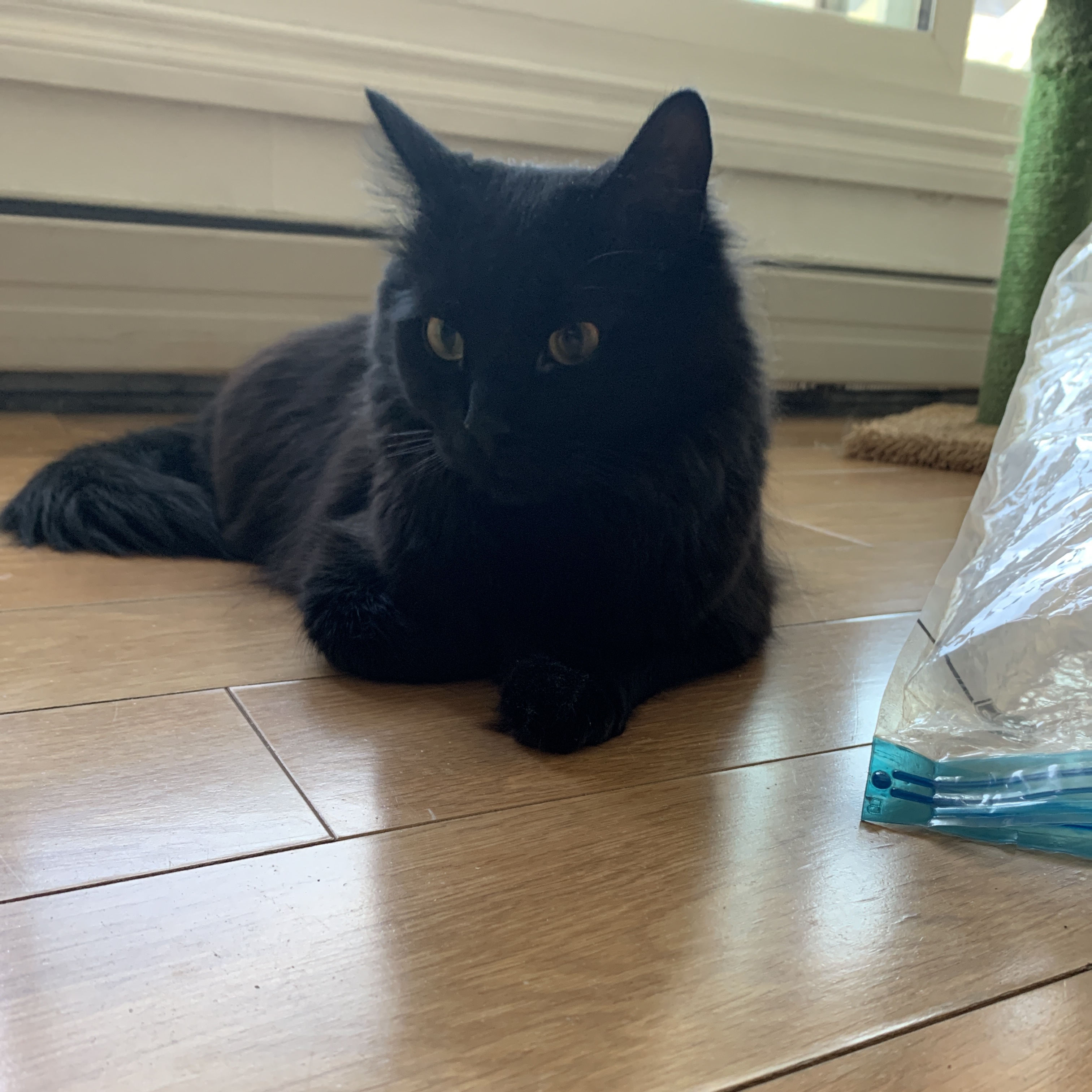 Ninja
