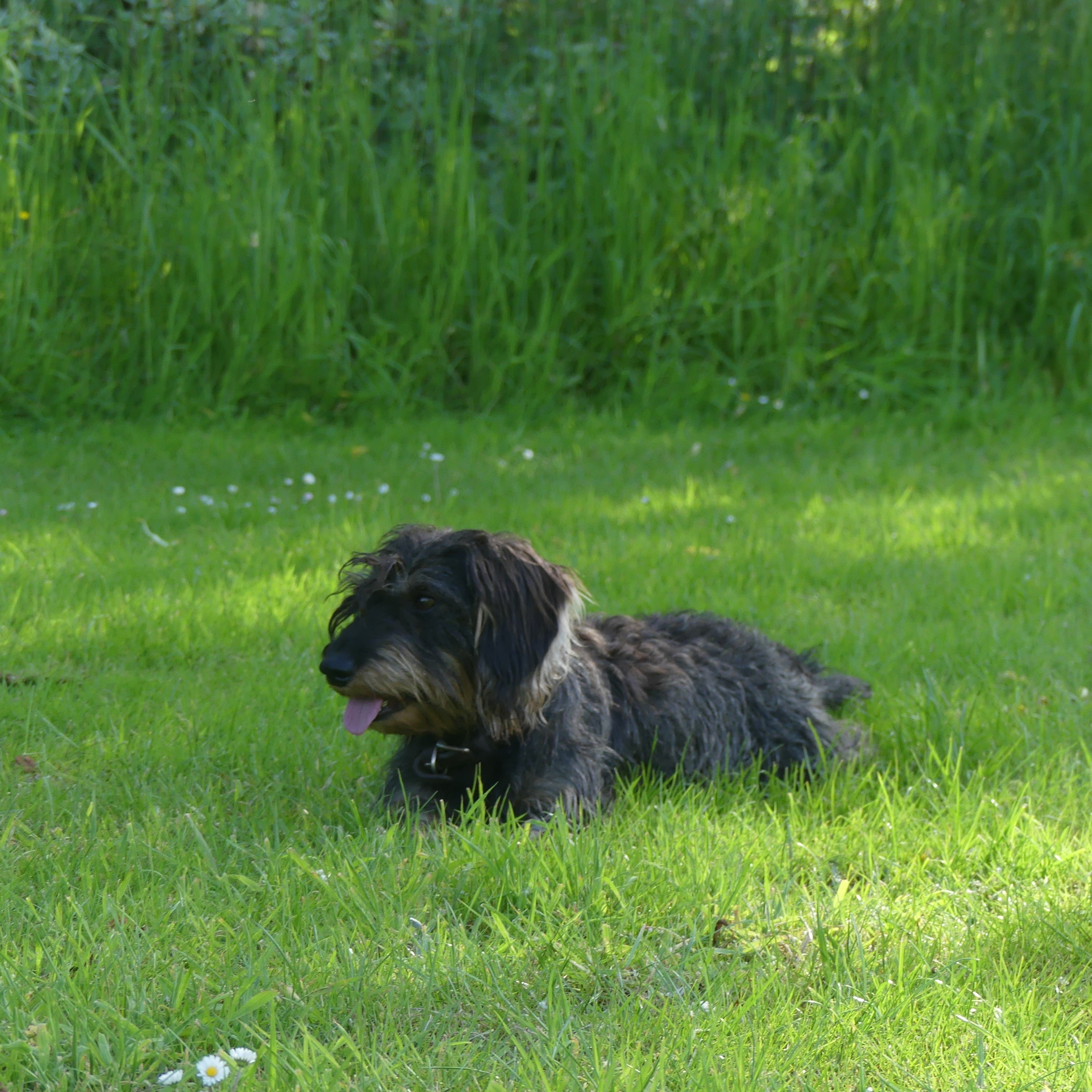 Gustave