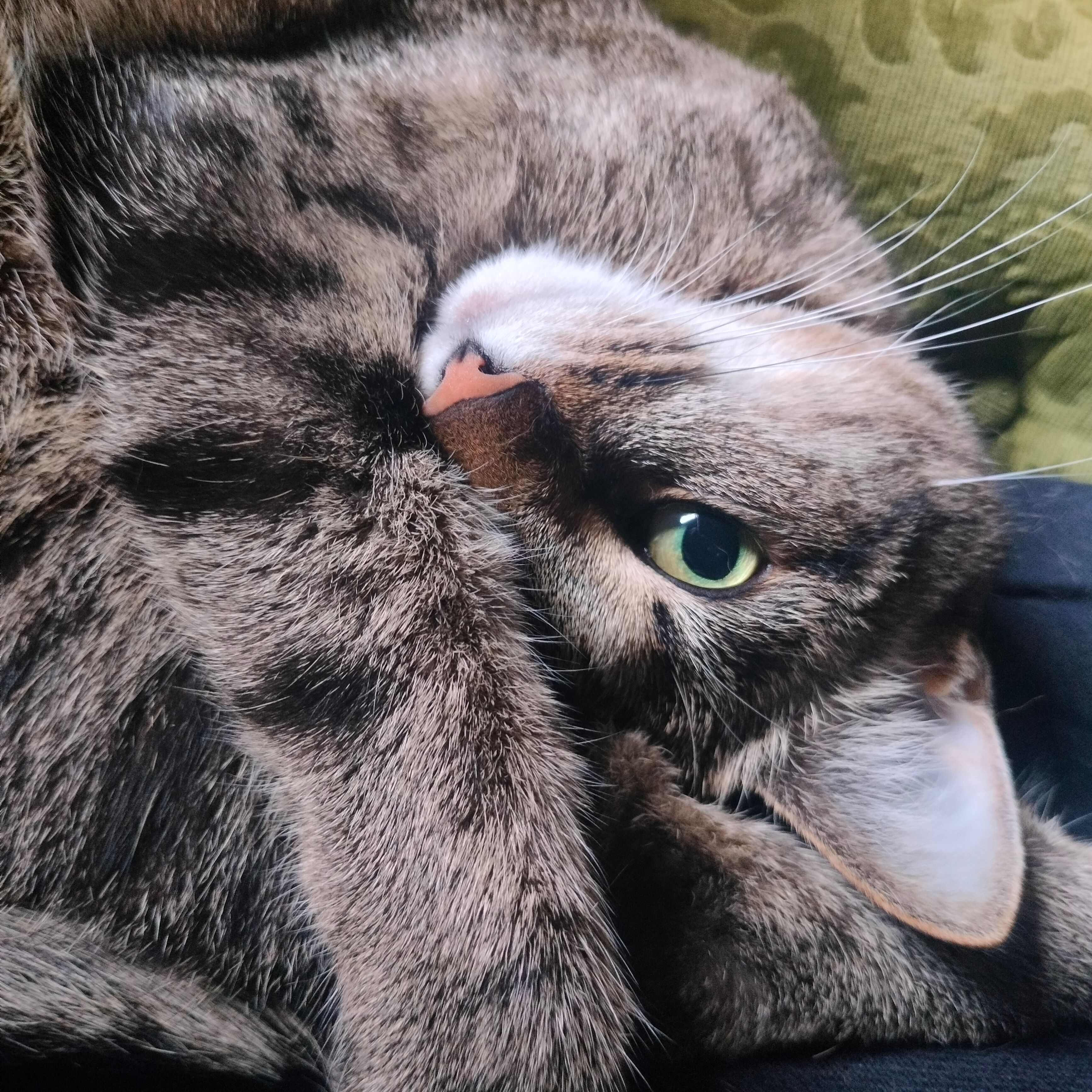 Niili
