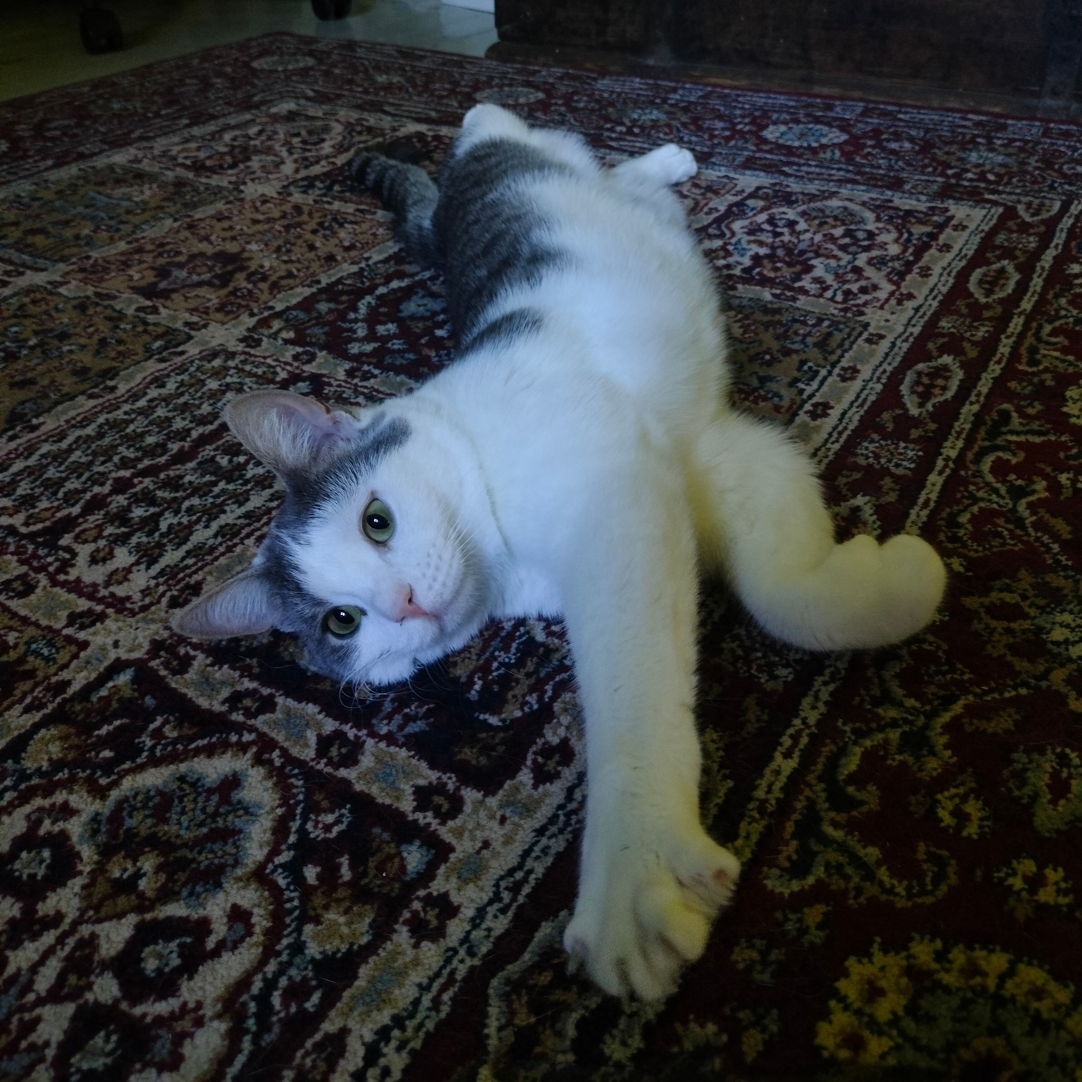 Buzu