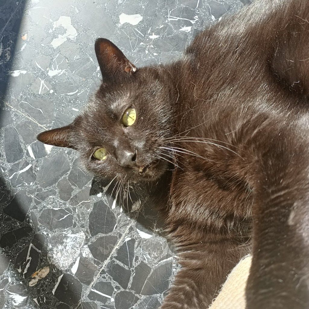 Ulisse