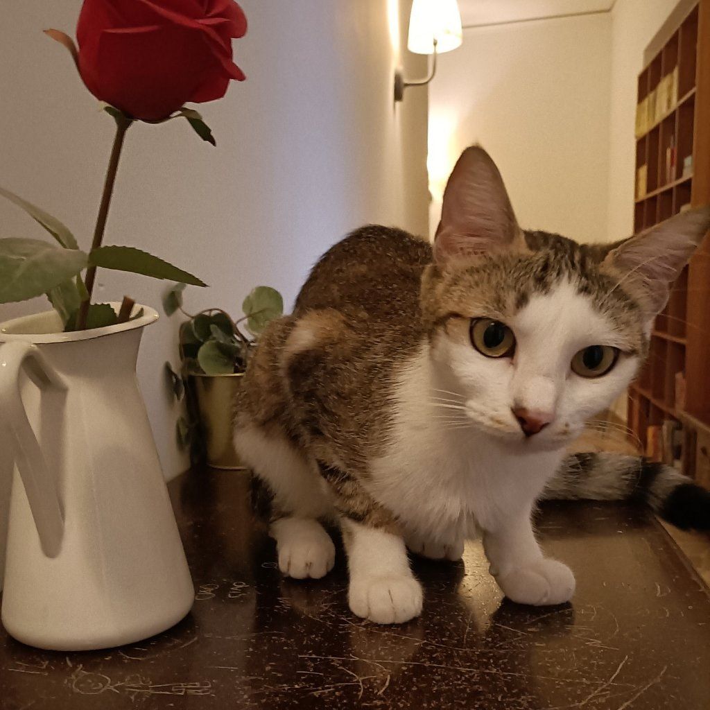 Atena
