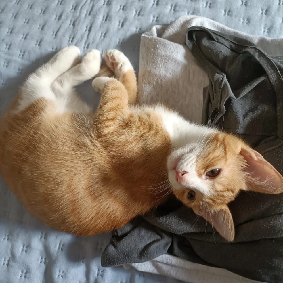 Ettore