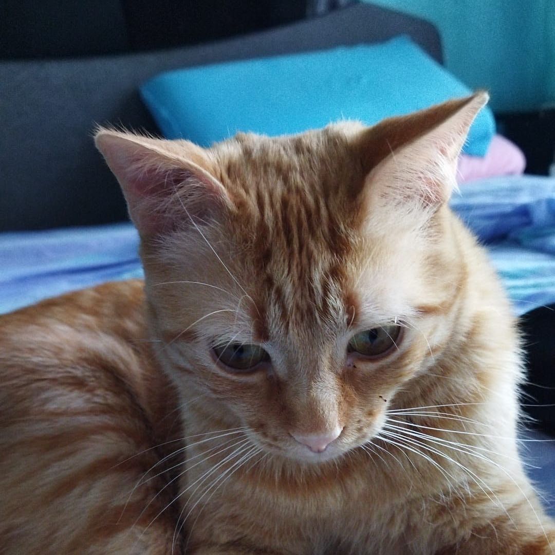 Gillo
