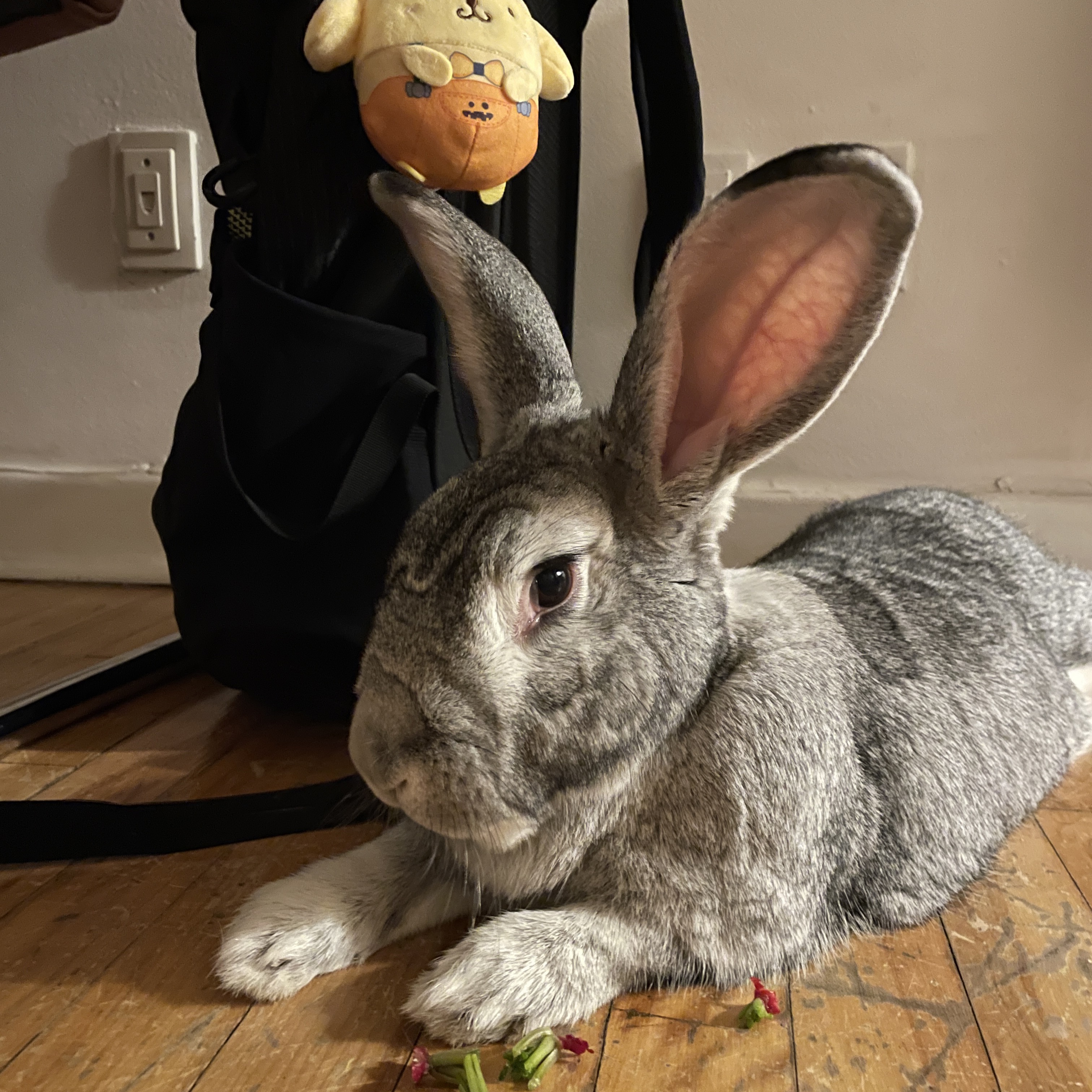 Gnocchi