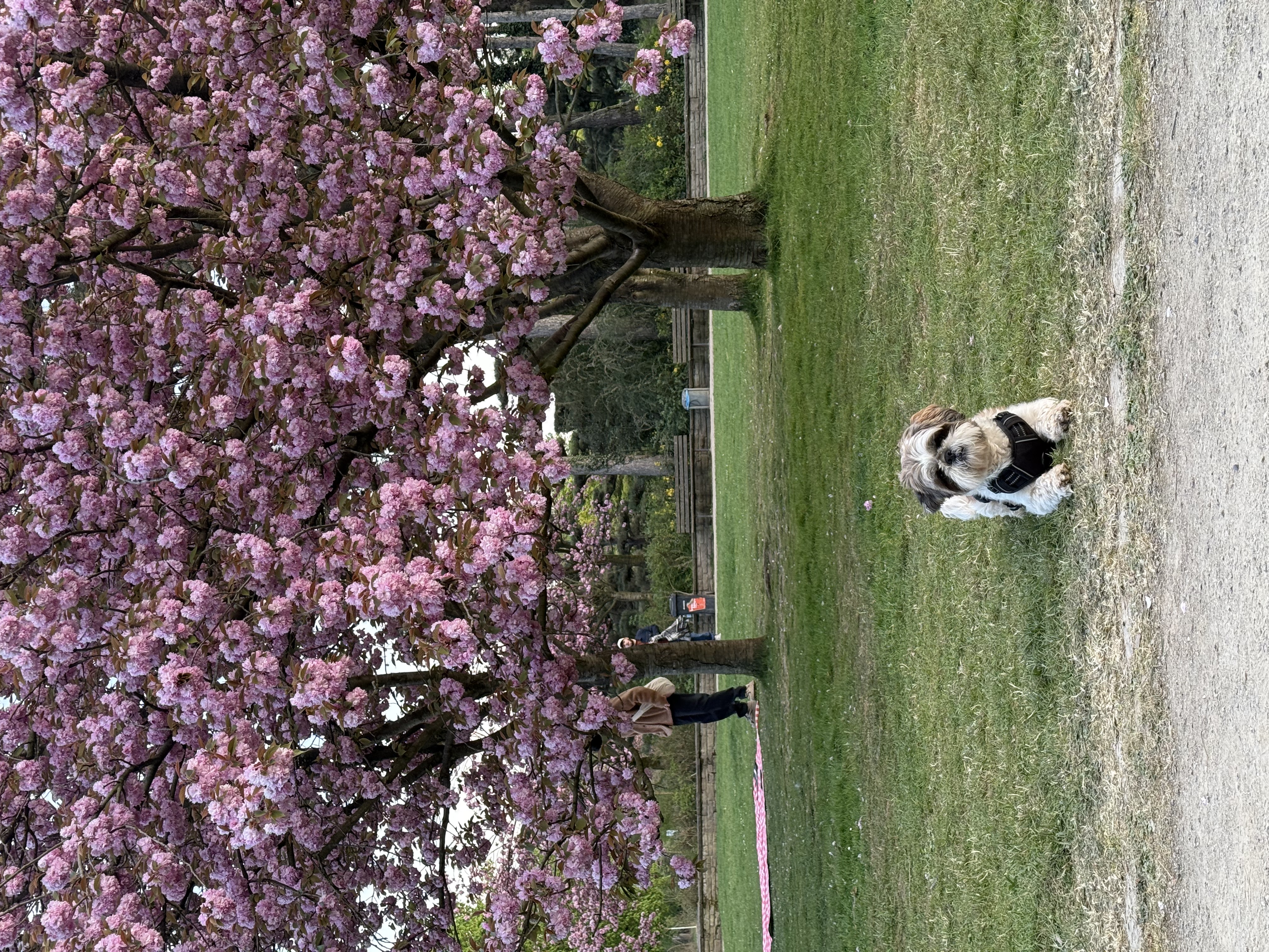 image-19