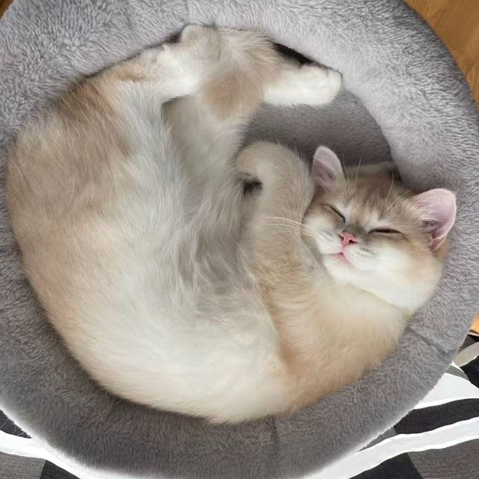 Nini