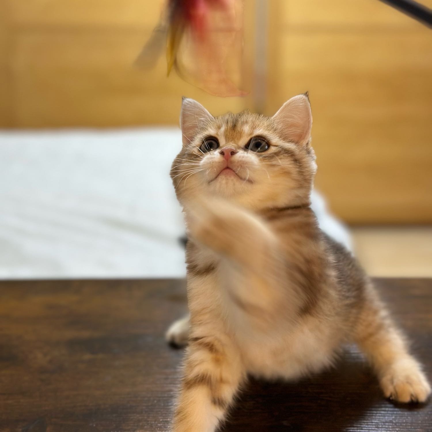 Tiggi