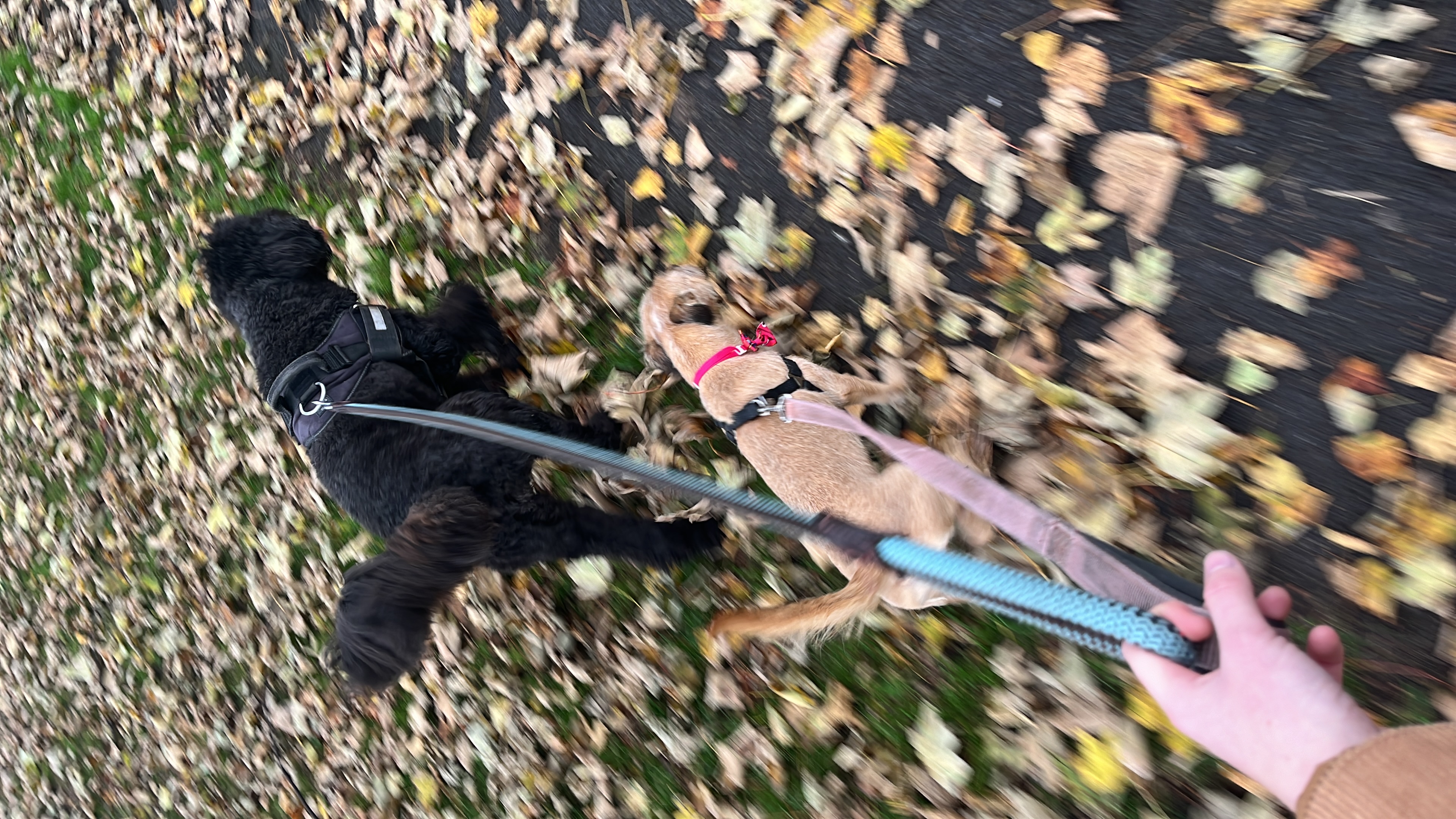 image-5