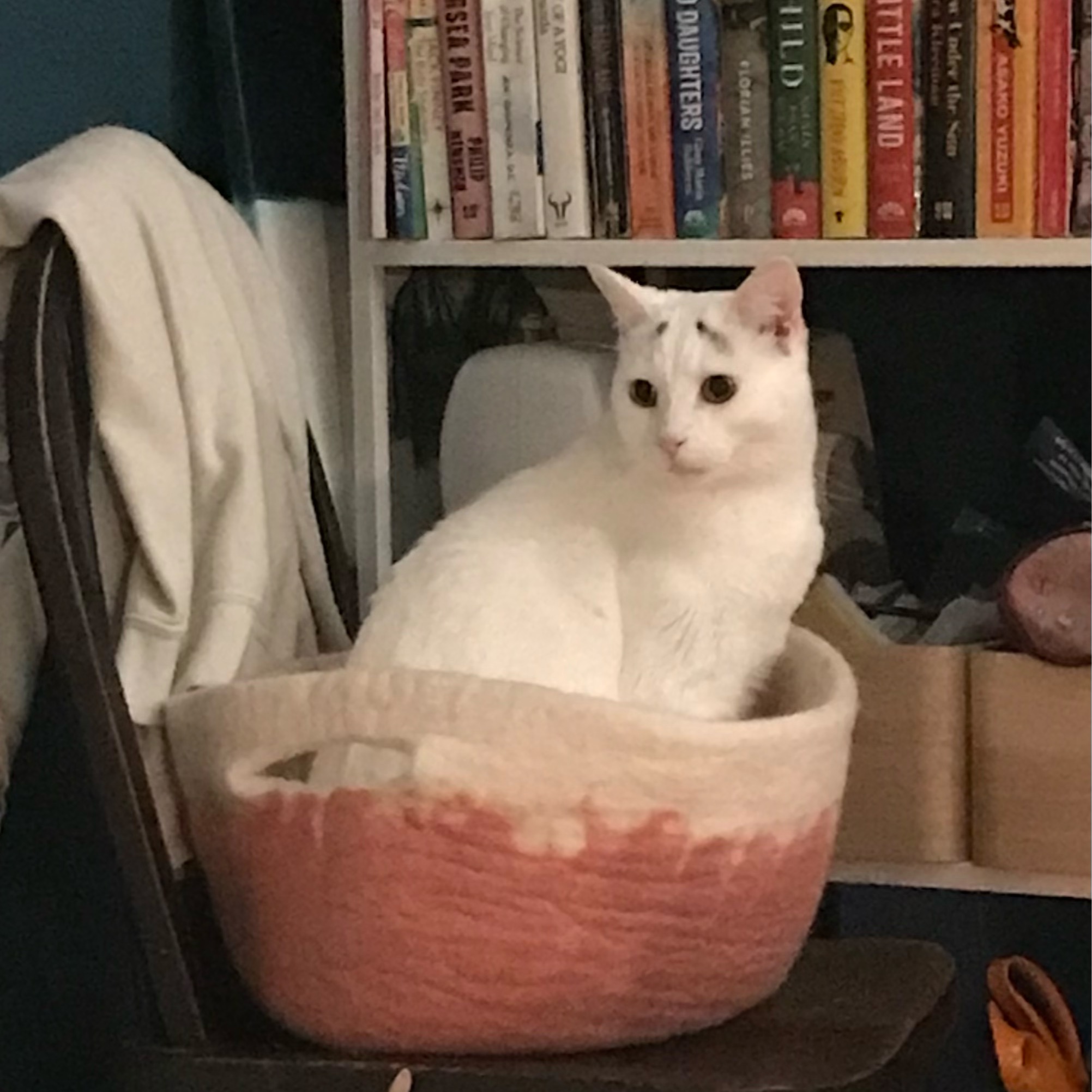 Gigi