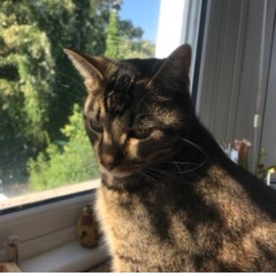 Miso