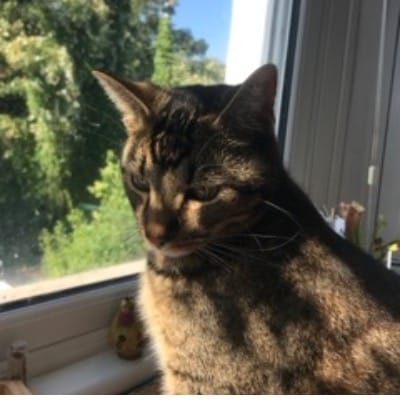 Miso