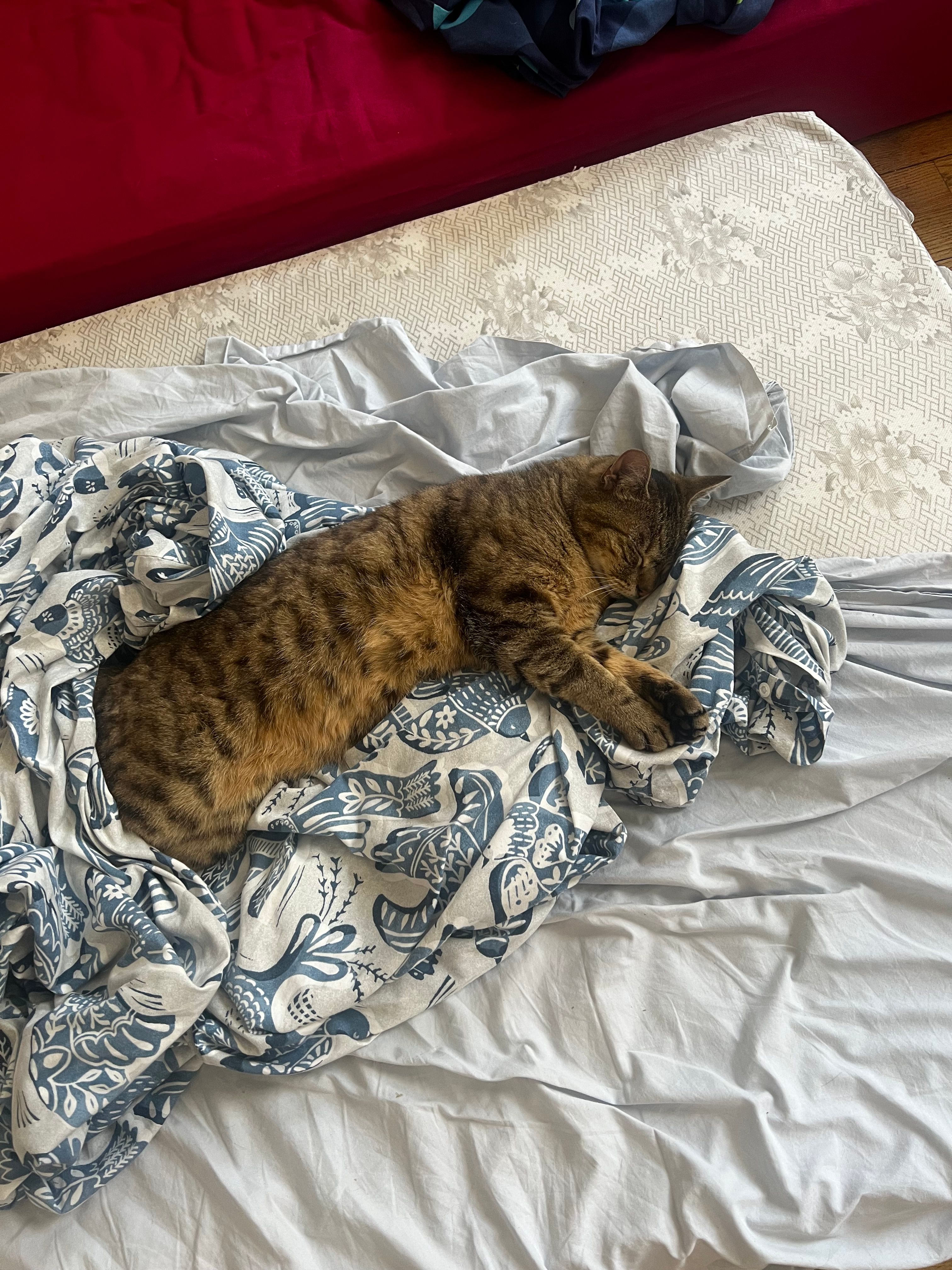 image-8