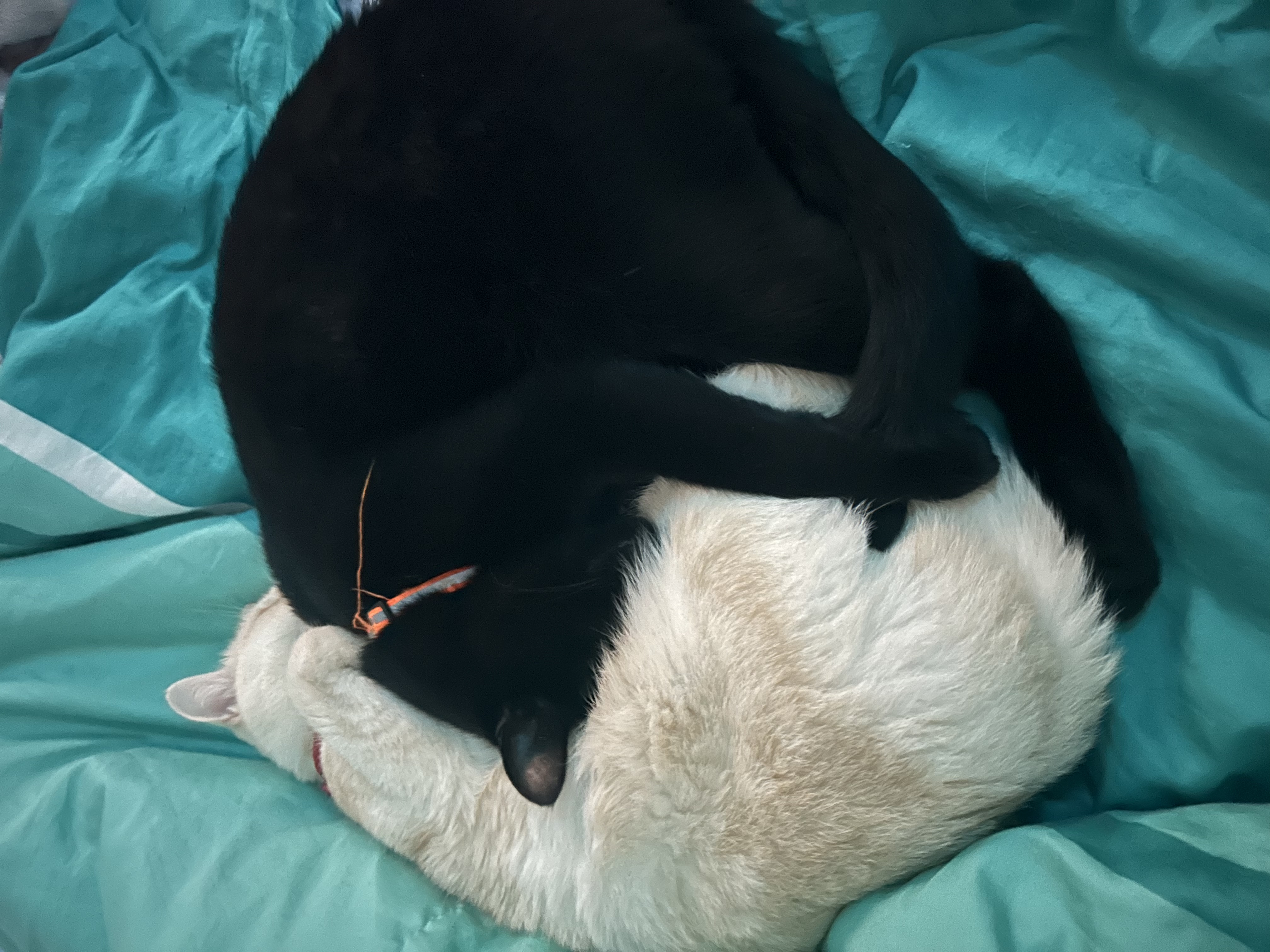 image-16