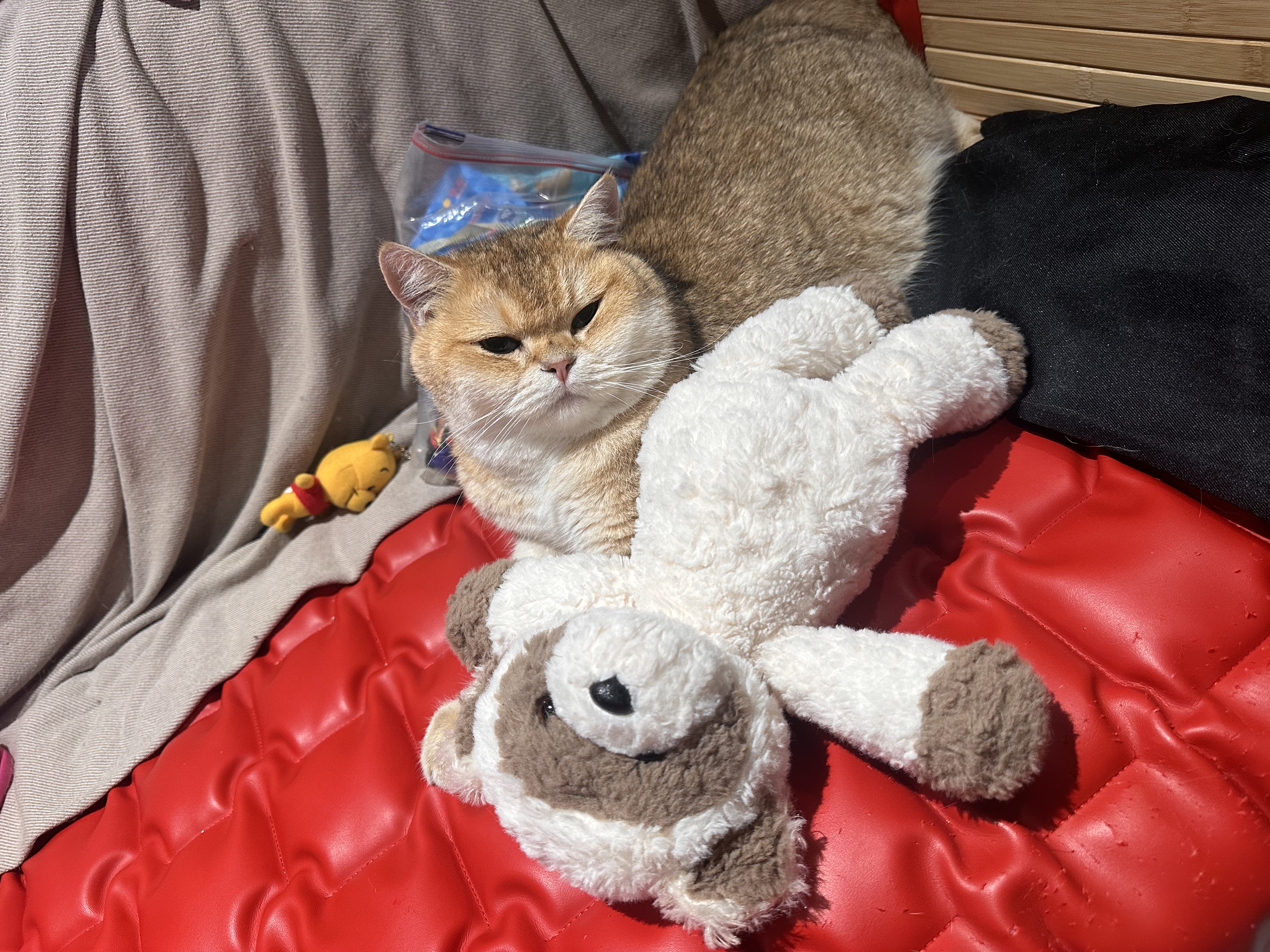 image-7